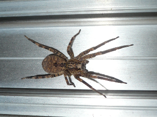 Zoropsis sp.